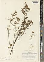 Image result for Phyllanthus nyikae