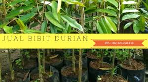 Pruning durian musang king (pok weil). Hp Wa 0822 2022 8118 Bibit Durian Bawor Bantul Daerah Istimewa Yogyakarta Bibit Durian Bawor Siap Berbuah Bibit Durian Bawor Pak Sarno Bib Benih Buah Pohon