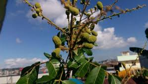 Tanaman buah dalam pot memiliki rentang harga yang bervariasi dan hal ini sangat bergantung pada umur bibit tersebut. Rumah Bunga Neisha Rumah Bunga Neisha Tips Menanam Buah Dalam Pot Biar Cepat Berbuah