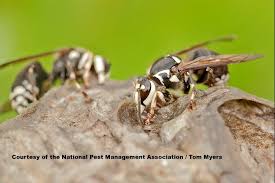 Black And White Biting Insect Uk Bald Faced Hornet Stinging Insects 101 Hornet Sting Bald Face Hornet