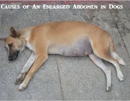 Stomach ulcer symptoms and signs differences quick view. 15 Potential Causes Of Abdominal Enlargement In Dogs Pethelpful