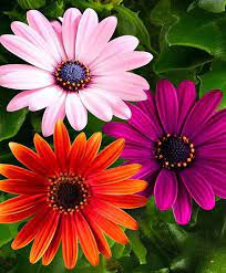 Daisies Beautiful Flowers Amazing Flowers Flower Pictures