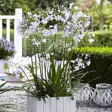 Agapanthus Twister Tropical Landscaping Agapanthus Agapanthus Plant