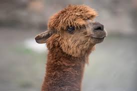 Alpaca the alpaca is a south american mammal related to and smaller than the llama. Guanaco San Diego Zoo Animals Plants