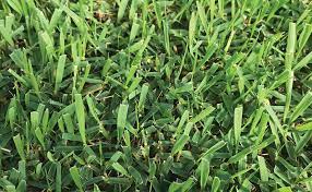 Pin On Zoysia