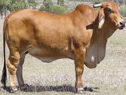 May 28, 2021 · the brahman cattle is a very popular breed in it's native area and some other countries around the world. Brahman Cattle For Sale Promel Live Stock