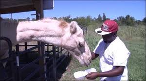 Gloria lancaster, 68, of milton, fla., was visiting the animal pen at a lancaster's unleashed dog ran under the fence into the camel enclosure, and the woman went after the pet. Florida Woman Bites Camel S Testicles To Escape After Animal Sat On Her Wpec
