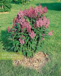 Image result for Syringa prestoniae