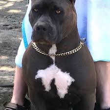 Pitbull Terrier Black And Blue Eyes Pin By Scarlet Crimson On Dogs And Puppies In 2020 Black Pitbull Pitbull Dog Blue Nose Pitbull