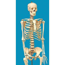 We did not find results for: Life Sized Human Skeleton Model