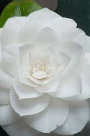 Pin On Pretty Flowers