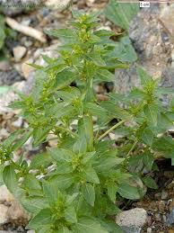 • plant identifier is help to plantsnap is a free plant identification app. Garden Answers Plant Identification App Plants Plant Identification Annual Plants