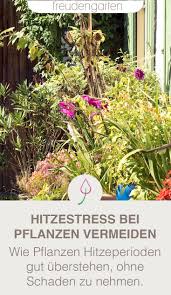 Hitzestress Bei Pflanzen Vermeiden Pflanzen Straucher Pflanzen Gemusegarten Anlegen
