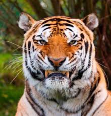Tiger You Have Been Warned I M About To Roar Animals Beautiful Big Cats Tiger
