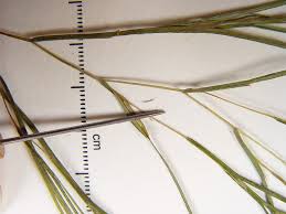 Image result for Stuckenia