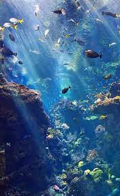Krisztina On Twitter Ocean Wallpaper Ocean Photography Underwater Photography