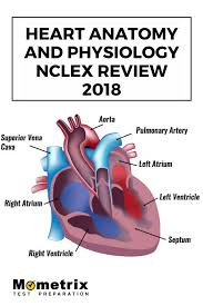 Pin By Mometrix Test Preparation On National Council Licensure Examination For Registered Nurses Nclex Rn Exam Anatomy And Physiology Medical Photos Nuclear Medicine