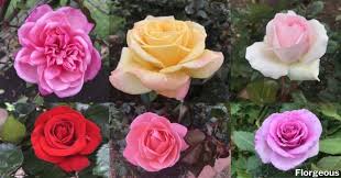 Flowers names and images in english. The A Z List Of Rose Names And Classifications With Pictures Florgeous