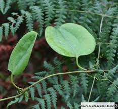 Image result for Smilax anceps