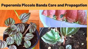 We want to know your opinion! Peperomia Albovittata Piccolo Banda Care And Propagation Youtube