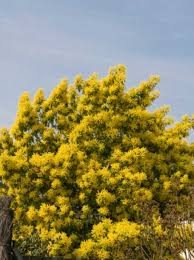 Gewöhnliche robinie umgangssprachlich den schlehdorn siehe auch. Acacia Dealbata Silber Akazie Falsche Mimose Gunstig Kaufen