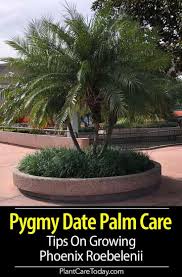 Check spelling or type a new query. Pygmy Date Palm Care Tips On Growing Phoenix Roebelenii Palm Trees Landscaping Palm Tree Care Small Palm Trees