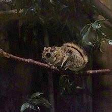 Pteromys momonga (japanese dwarf flying squirrel) is a species of rodents in the family sciuridae. Japanese Dwarf Flying Squirrel Wikipedia