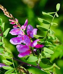 Image result for Indigofera