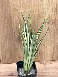 Image result for Sansevieria parva