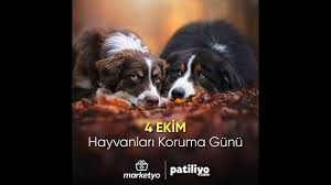 Kopek Dili Ve Edebiyati Kopeklerde Beden Dili Nasildir Youtube