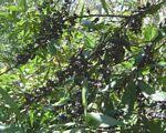 Image result for Myrica serrata