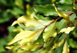 Image result for Bobgunnia madagascariensis