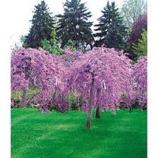Judasbaum Cercis Siliquastrum Garten Bepflanzen Blumenbaum Garten Anpflanzen