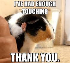 Pin On Guinea Pig Meme Board