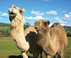 Learn how camel humps work and why they're not filled with water. Iowa Couple Opens Farm Cares For 300 Animals Business News Nonpareilonline Com