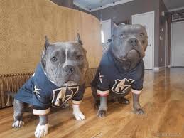 Vegas golden knights encourage fans, local businesses to knight up for 2019 stanley cup the vegas golden knights are encouraging fans and local businesses to knight up for the 2019. Vegas Golden Knights Pets Gif Album On Imgur