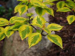 Maybe you would like to learn more about one of these? Golden Shadows Pagoda Dogwood Knecht S Nurseries Landscaping