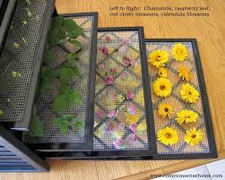 Build a solar dehydrator for all of your garden bounty. Excalibur Dehydrator Harvesting Herbs Drying Herbs Herbs