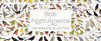 Backyard birds of north america chicago, illinois. New Birds Of North America Poster 740 Species