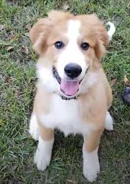 The bernese mountain dog mix is often used as a companion, but can also be used as a family pet. Bernese Mountain Dog Mixes Bernese Love