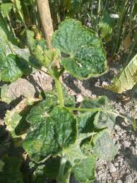 Image result for thrips damage on cucumber