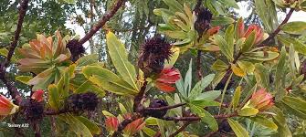 Image result for Protea gaguedi