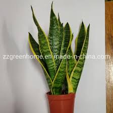 Image result for Asplenium laurentii