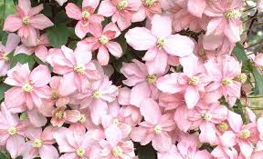 We did not find results for: Clematis Montana Var Rubens Superba 3 Litre Pot Pale Pink Flowers