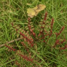 Image result for Ammannia baccifera