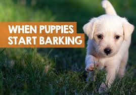 Start walking until your puppy resists again, and repeat the process. When Do Puppies Start Barking How They Find Their Voice