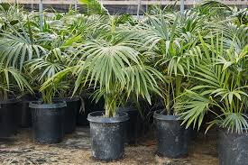 We did not find results for: The Ultimate Guide To Growing Palm Trees In The Bay Area Flora Grubb Gardens