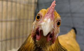 The dutch bantam, as its name implies originated in holland. The A To Z Of Bantam Chicken Breeds Scrumptious Silkies