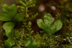 Image result for Asplenium hypomelas