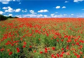 نتیجه تصویری برای نوروز در هرات